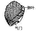 锂电池结构像肺叶